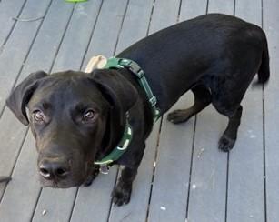 Pax-Available (Courtesy Post) lharinfo@gmail.com for additional information