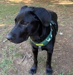 Pax-Available (Courtesy Post) lharinfo@gmail.com for additional information