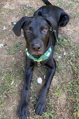 Pax-Available (Courtesy Post) lharinfo@gmail.com for additional information