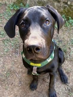 Pax-Available (Courtesy Post) lharinfo@gmail.com for additional information