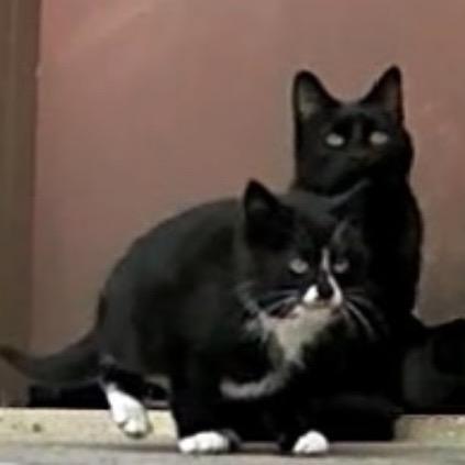 Found Mom Cat Mantorville, a Adoptable mixed breed in Rochester, MN image 1/2