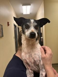 OREO, Adoptable, Senior Male Terrier & Mixed Breed.