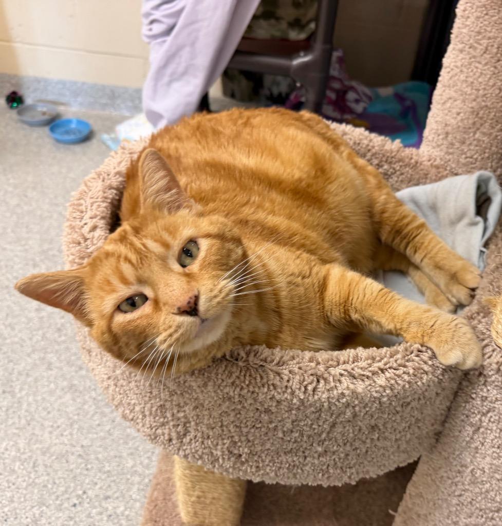 Mr. Thickums, Adoptable, Adult Male Domestic Short Hair.