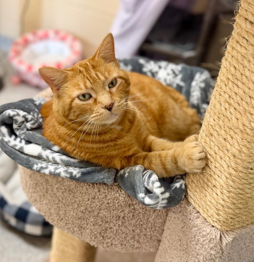 Mr. Thickums, a Adoptable mixed breed in Columbia, IL image 2/4