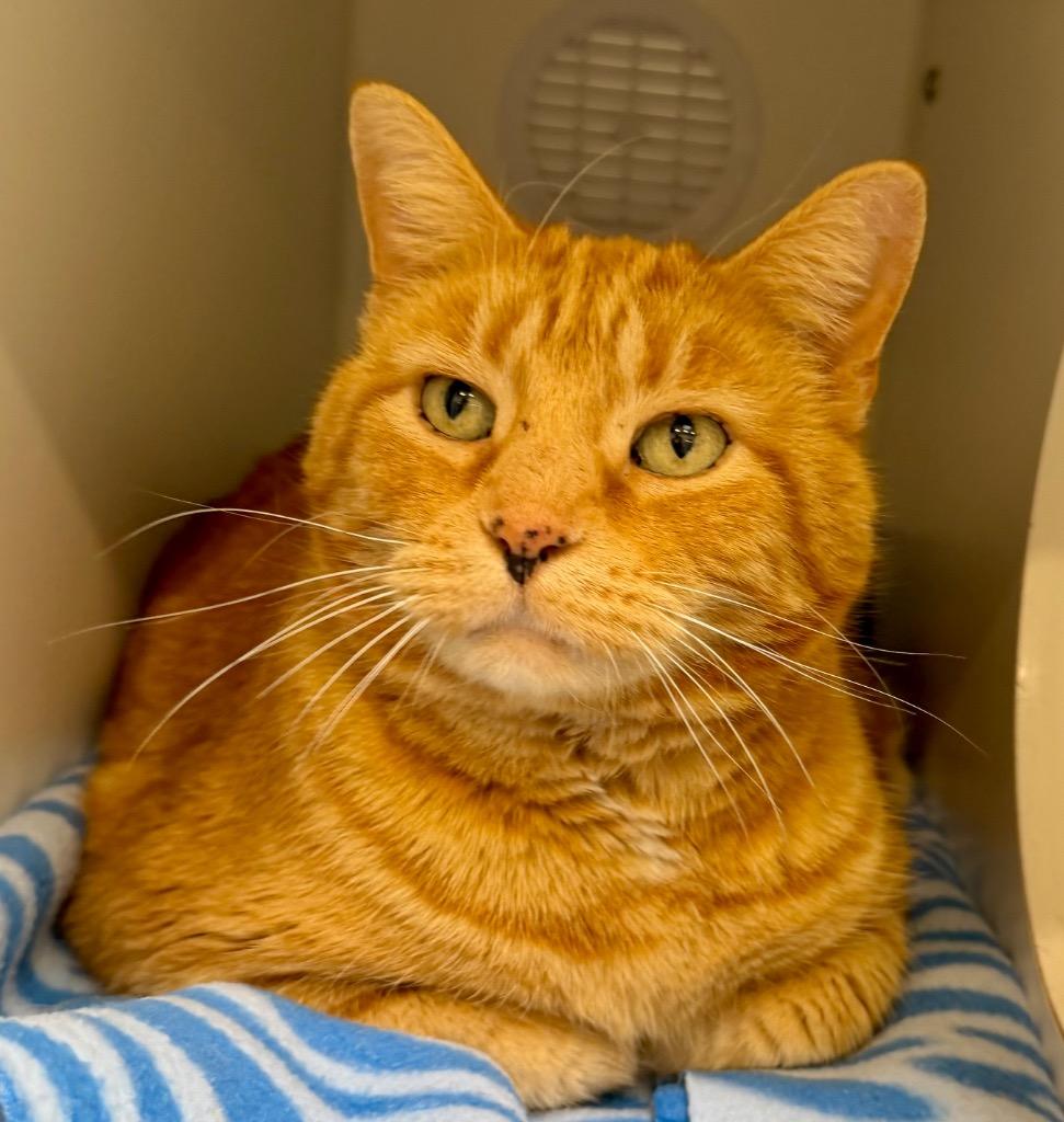 Mr. Thickums, Adoptable, Adult Male Domestic Short Hair.