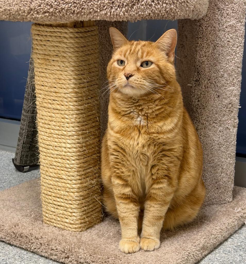 Mr. Thickums, a Adoptable mixed breed in Columbia, IL image 4/4