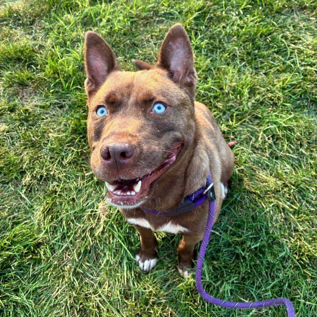 Tosh, Adoptable, Adult Female Husky & Mixed Breed.