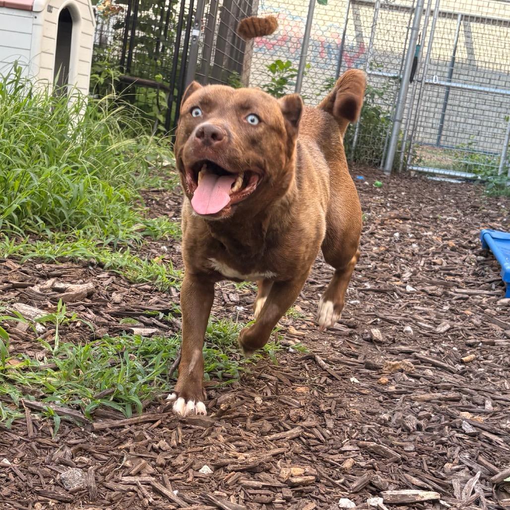 Enlarge Tosh, a Adoptable mixed breed in St. Louis, MO image 2/6