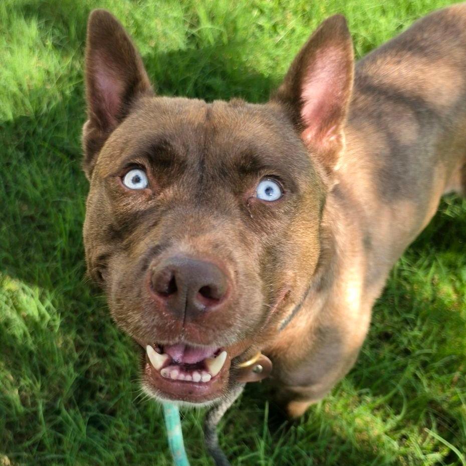 Enlarge Tosh, a Adoptable mixed breed in St. Louis, MO image 3/6