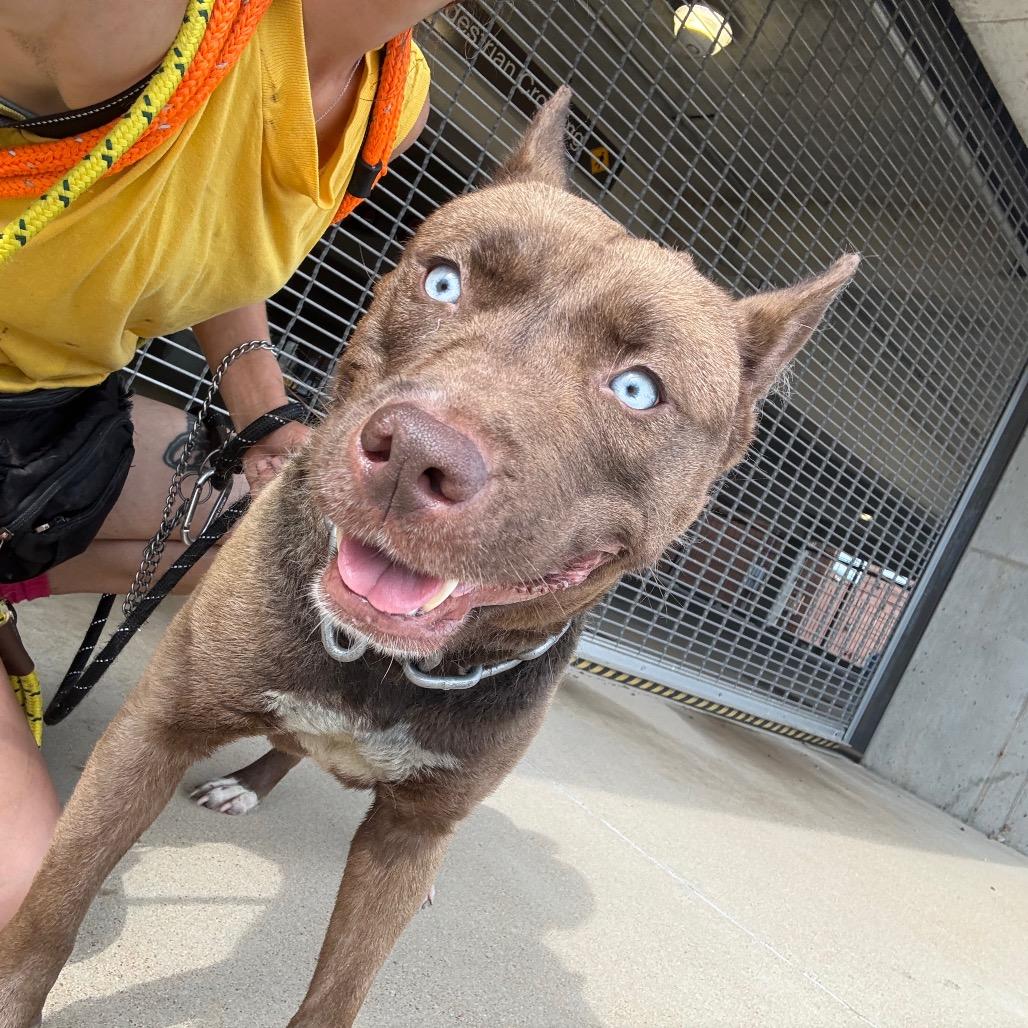 Enlarge Tosh, a Adoptable mixed breed in St. Louis, MO image 4/6