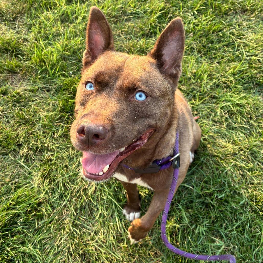 Enlarge Tosh, a Adoptable mixed breed in St. Louis, MO image 5/6