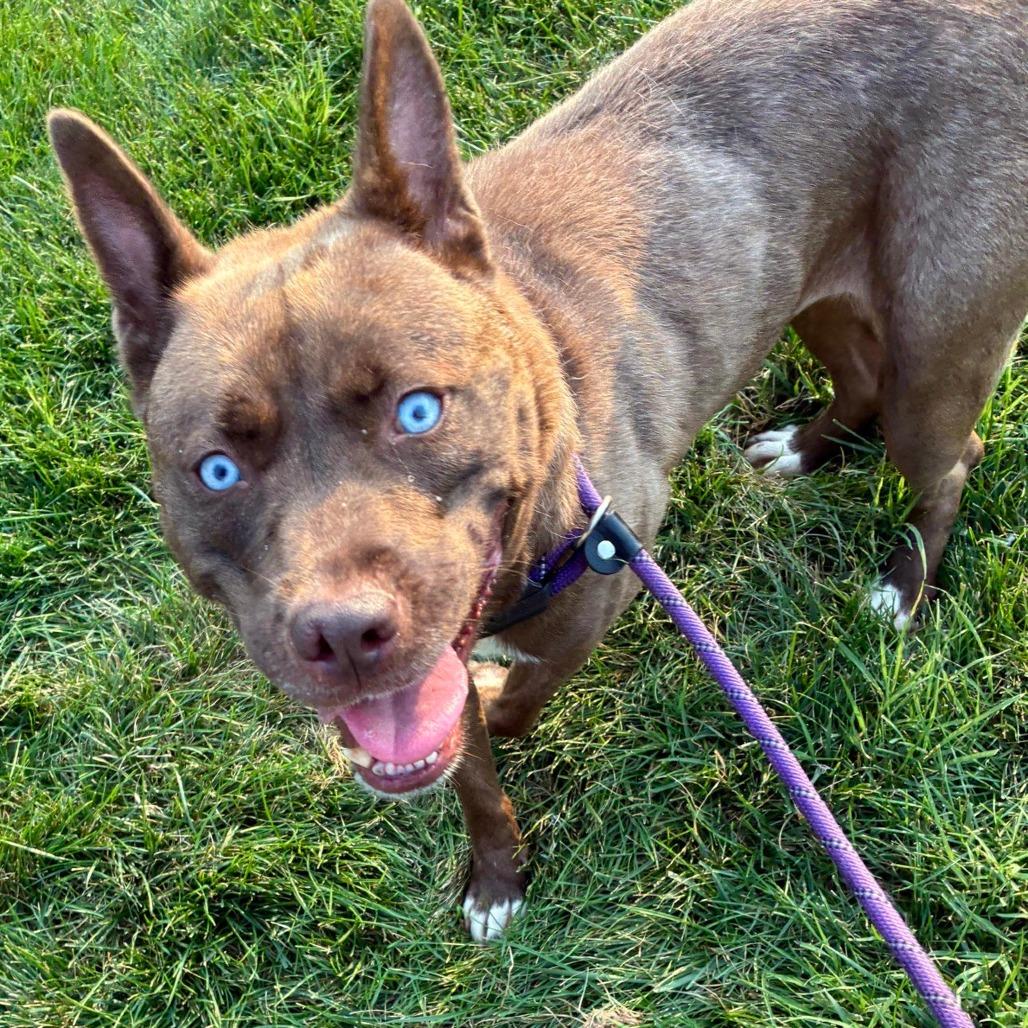 Enlarge Tosh, a Adoptable mixed breed in St. Louis, MO image 6/6