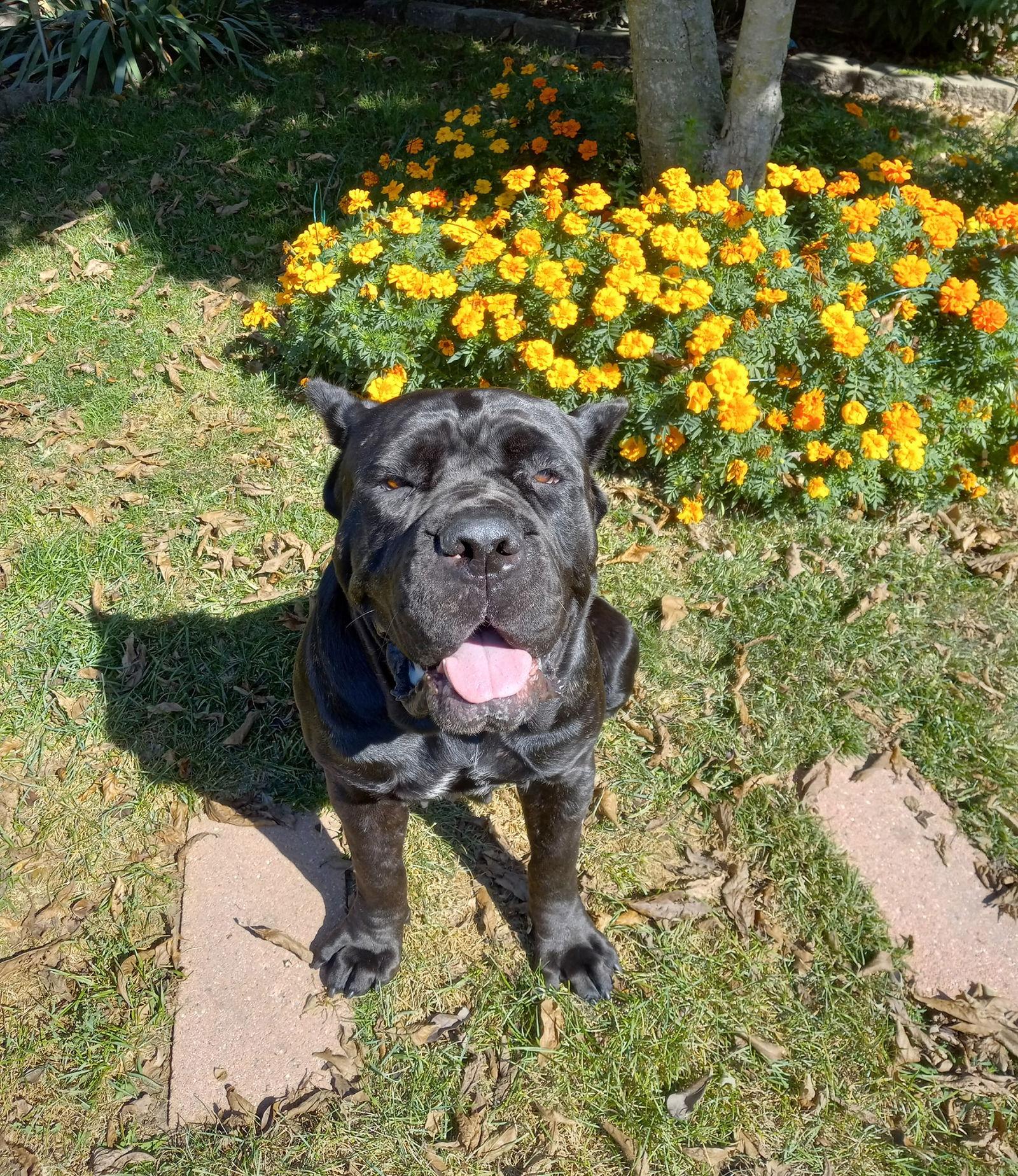 Enlarge Gia, a Adoptable Cane Corso in Belleville, MI image 1/3