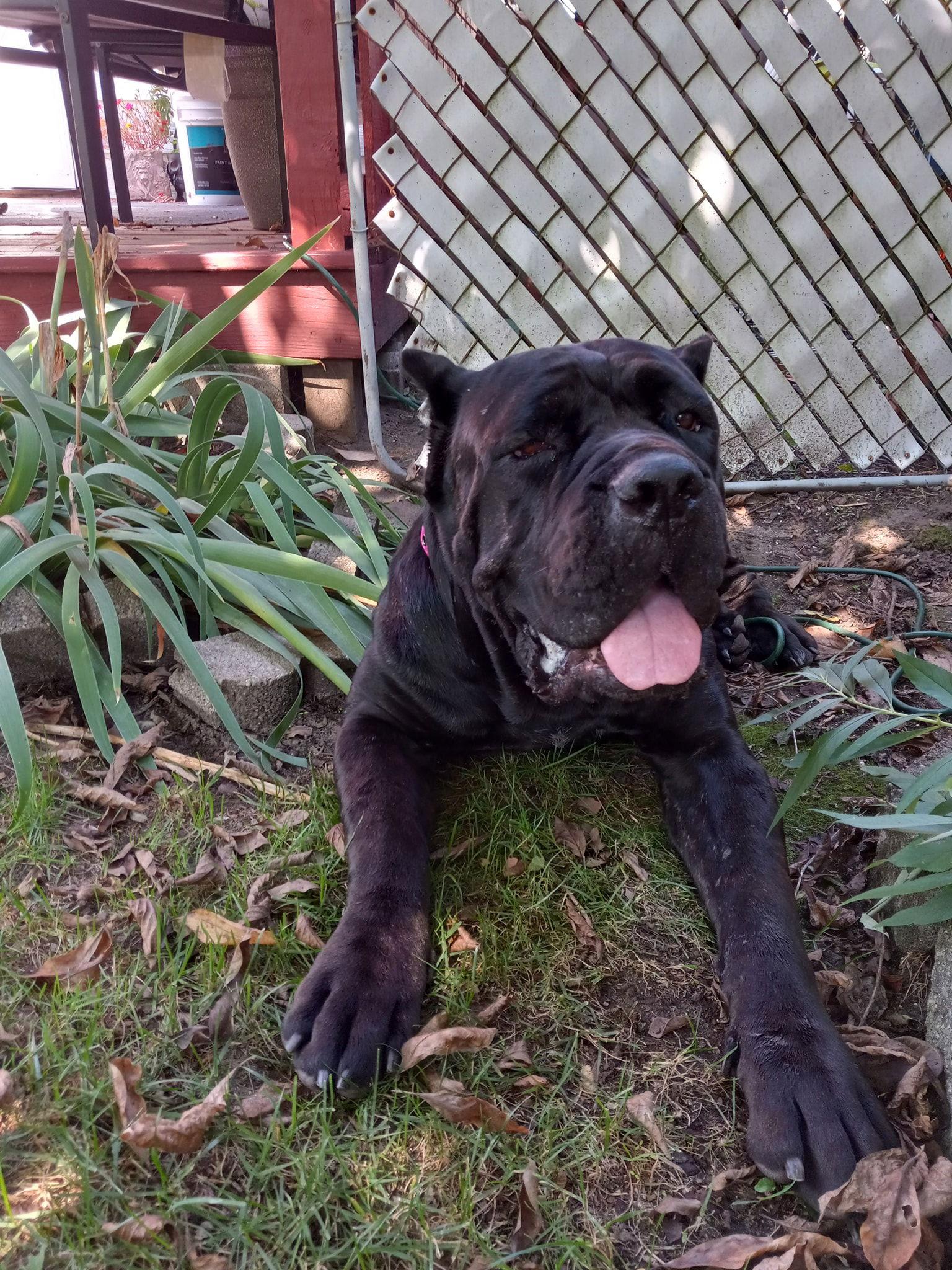 Enlarge Gia, a Adoptable Cane Corso in Belleville, MI image 3/3