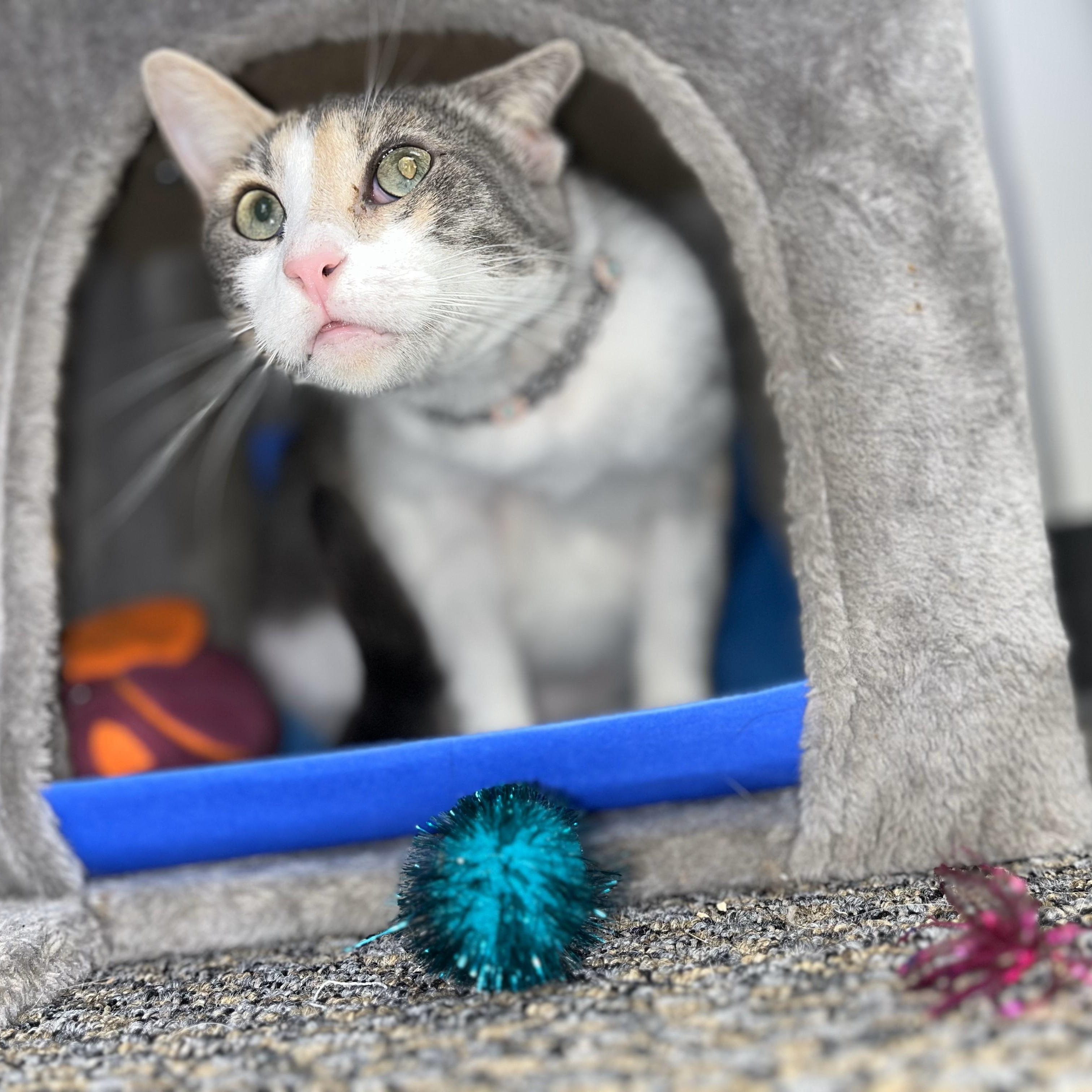 Tsunami — thumbnail 3