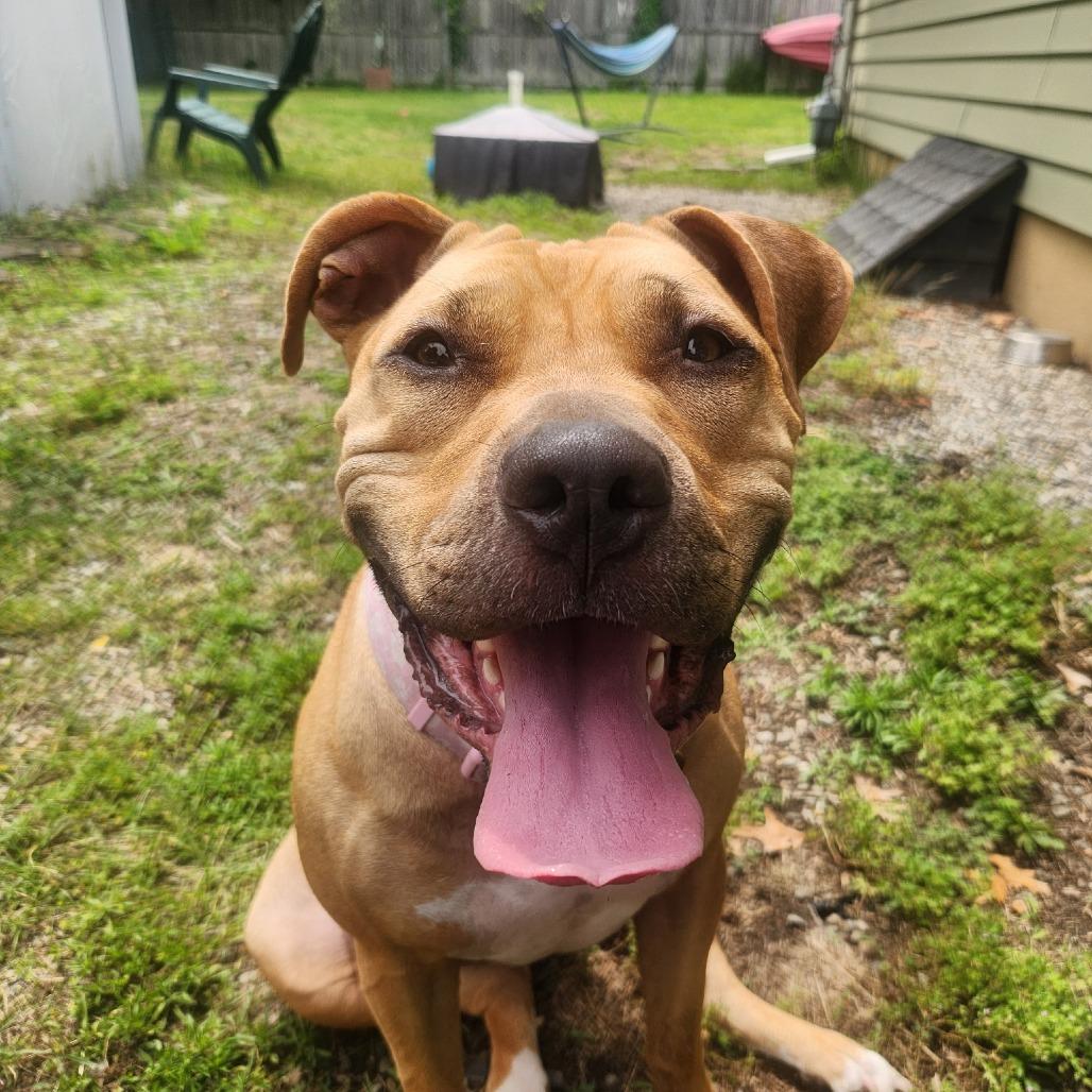 Enlarge Delia, a Adoptable Mixed Breed in Newark, NJ image 1/6