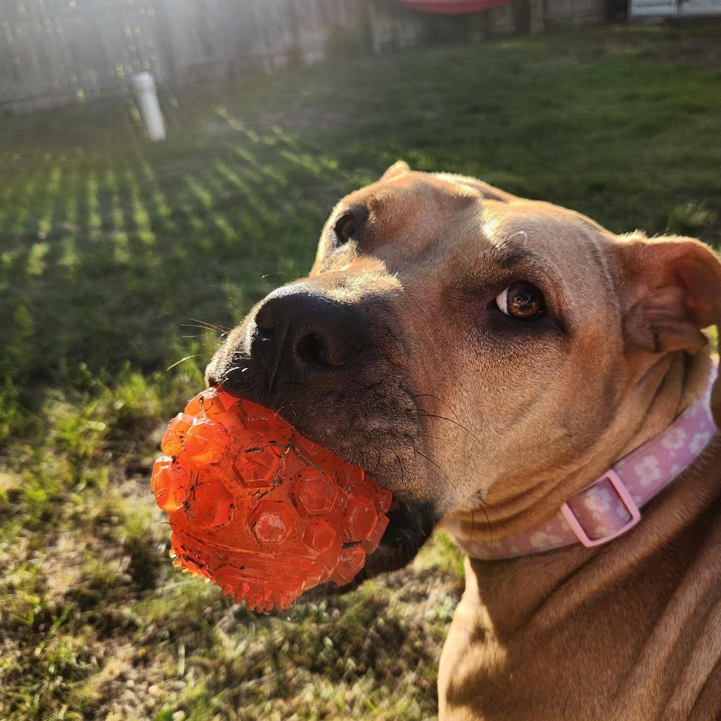 Enlarge Delia, a Adoptable Mixed Breed in Newark, NJ image 2/6