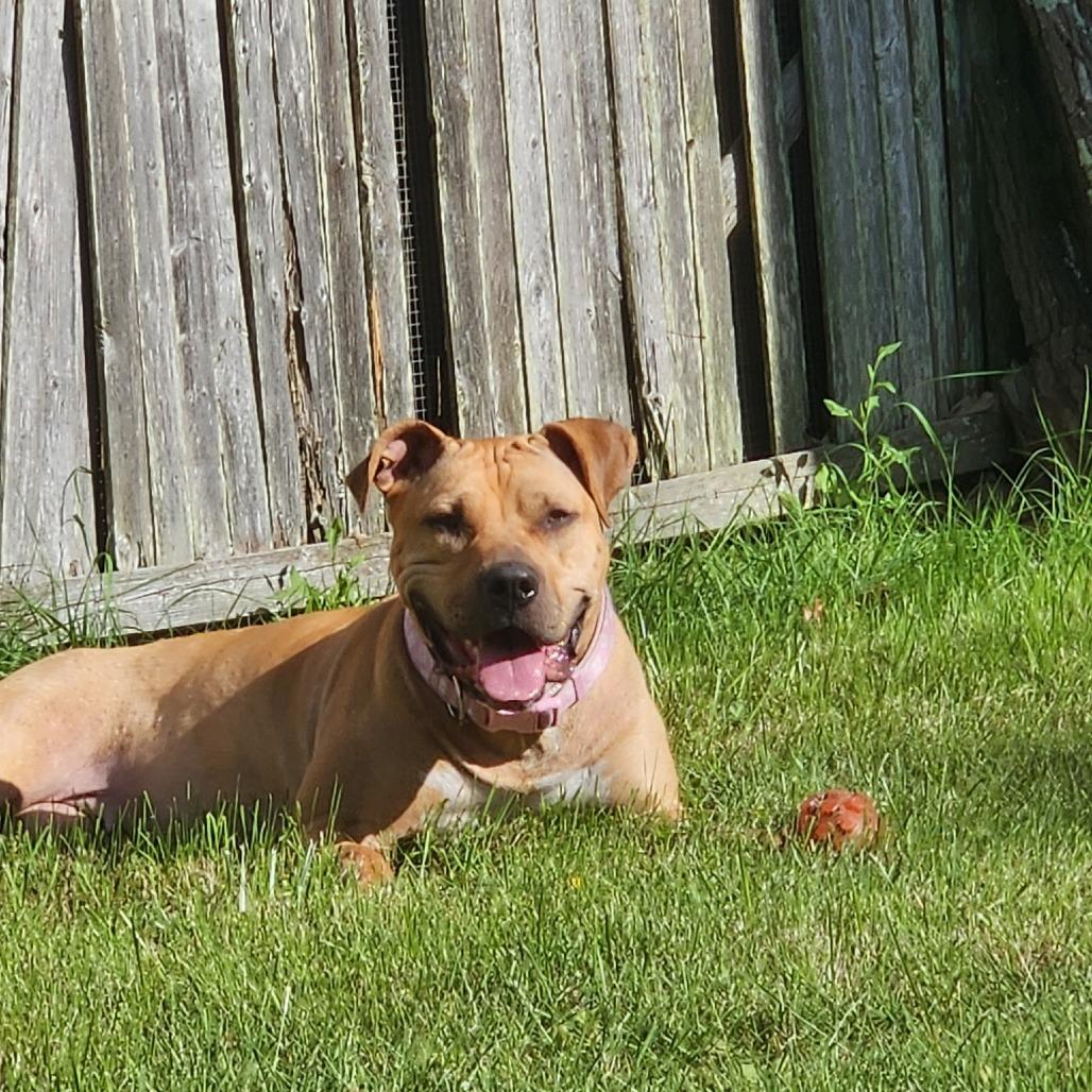 Enlarge Delia, a Adoptable Mixed Breed in Newark, NJ image 4/6