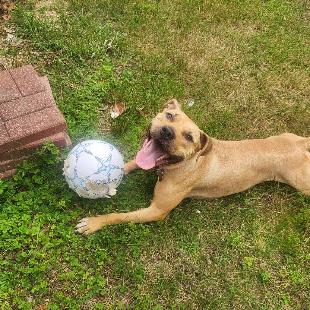 Enlarge Delia, a Adoptable Mixed Breed in Newark, NJ image 5/6