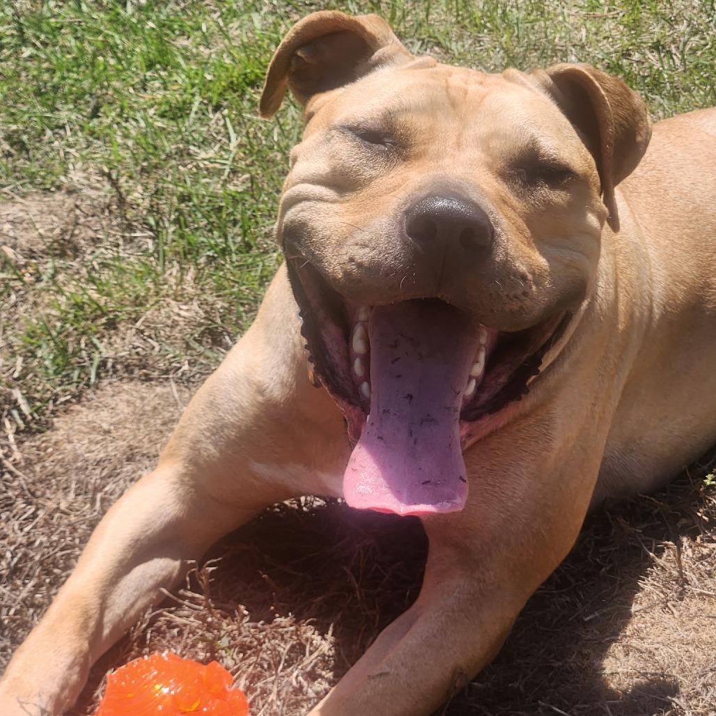 Enlarge Delia, a Adoptable Mixed Breed in Newark, NJ image 6/6