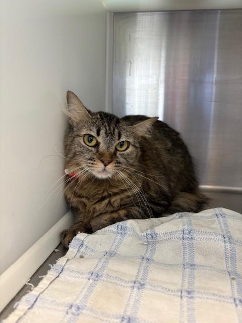 TINA, Adoptable, Young Female Domestic Medium Hair.