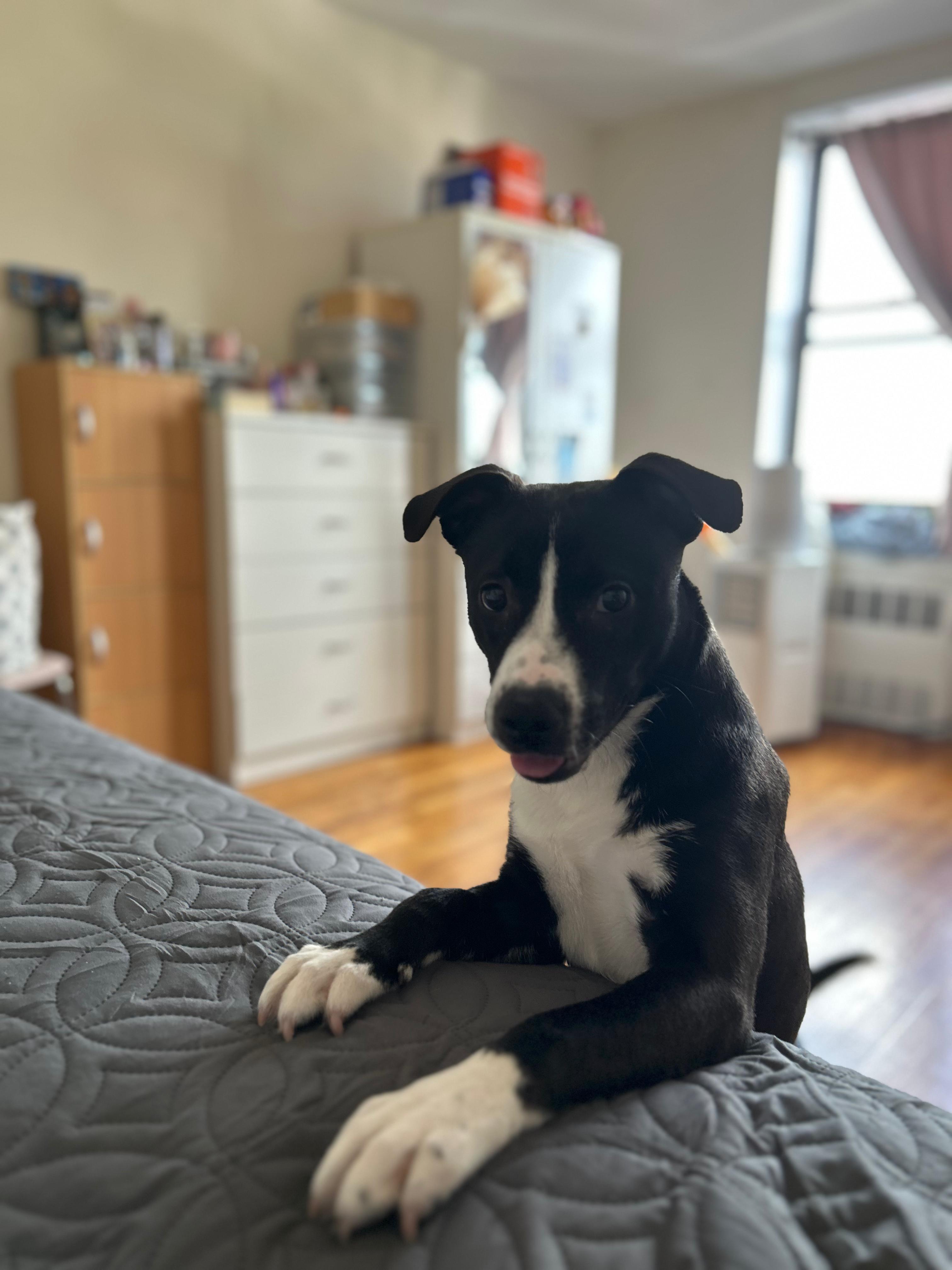 Lia, a ADOPTABLE mixed breed in New York, NY image 4/4