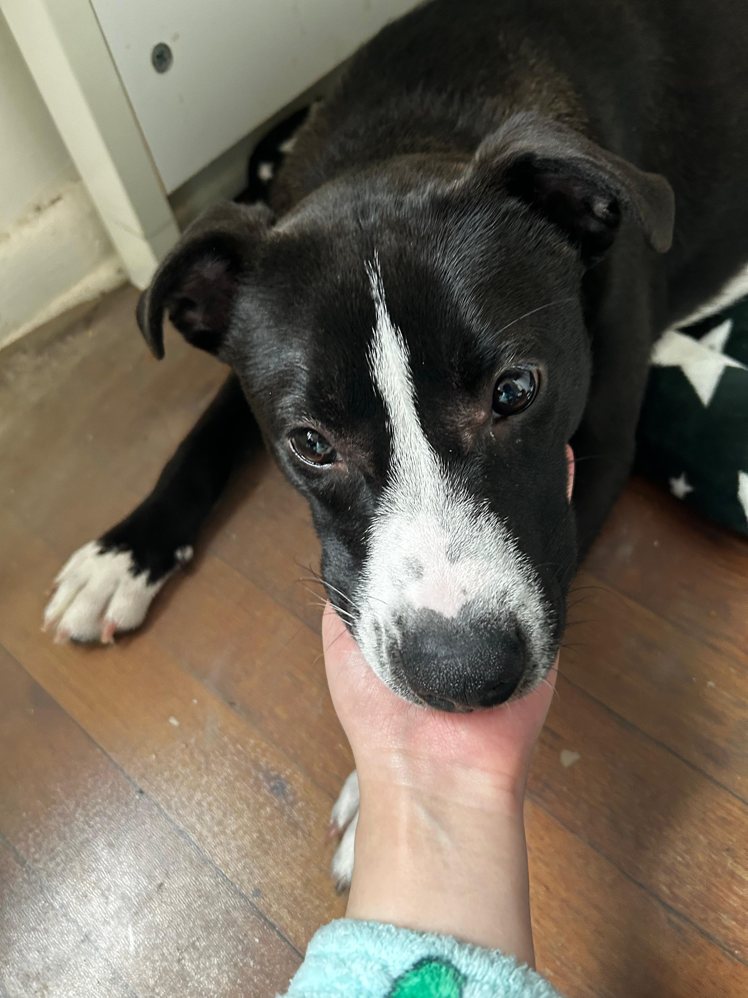 Lia, a ADOPTABLE mixed breed in New York, NY image 2/4