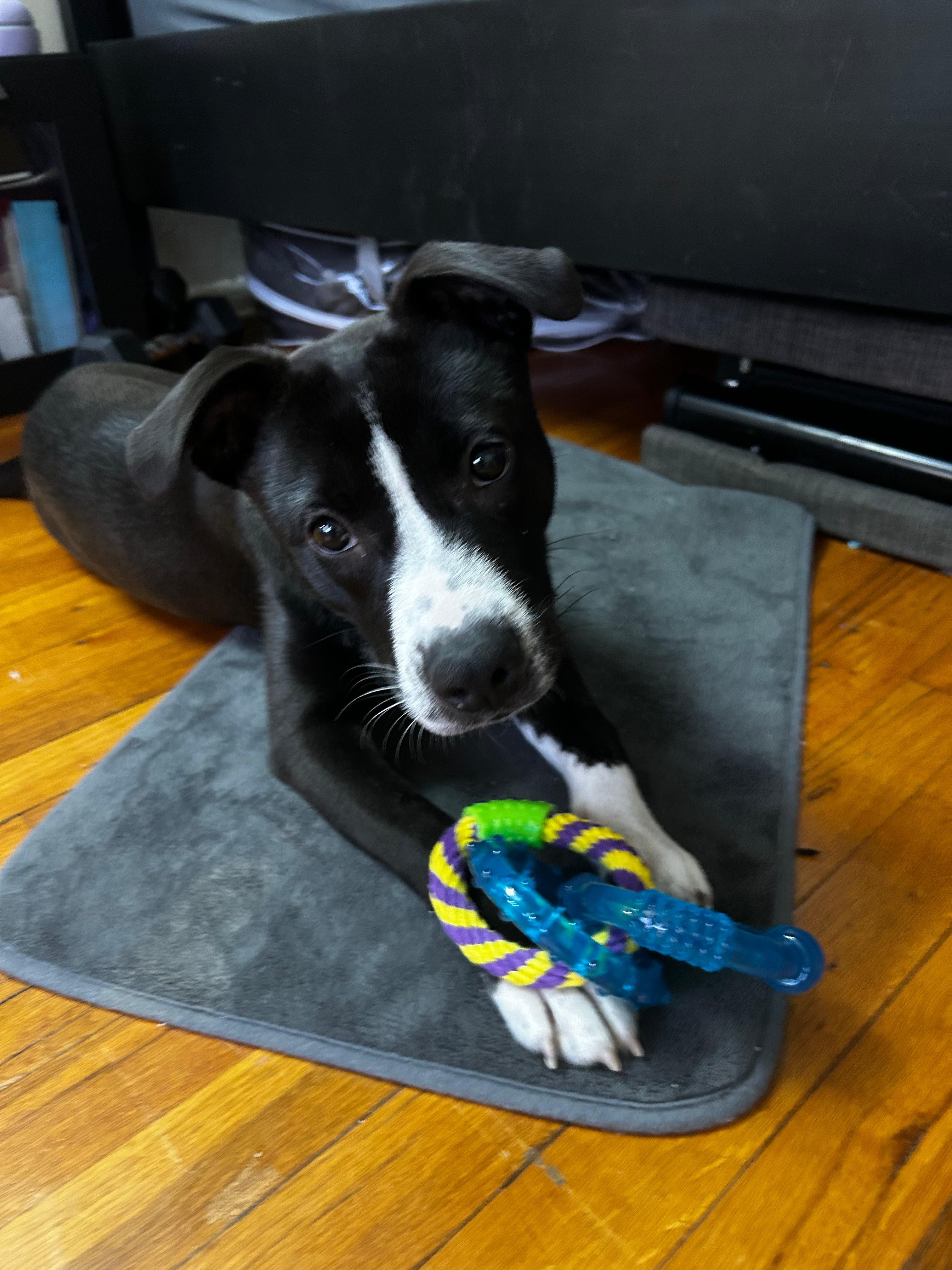 Lia, ADOPTABLE, Puppy Female Pit Bull Terrier.