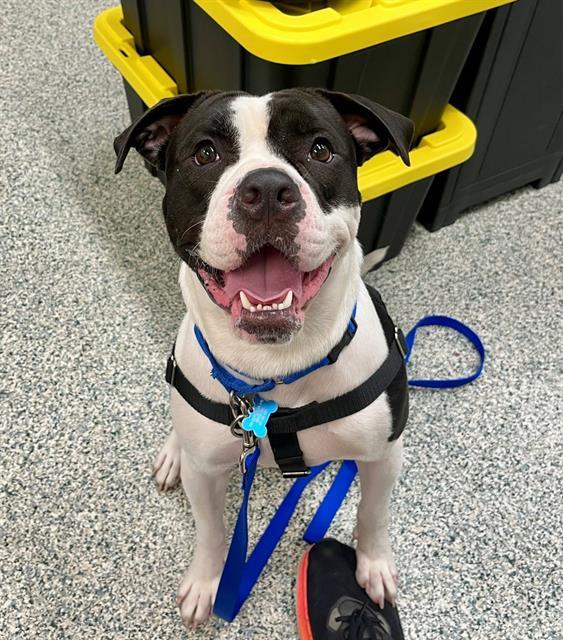 ROONEY, Adoptable, Adult Male American Bulldog & Mixed Breed.