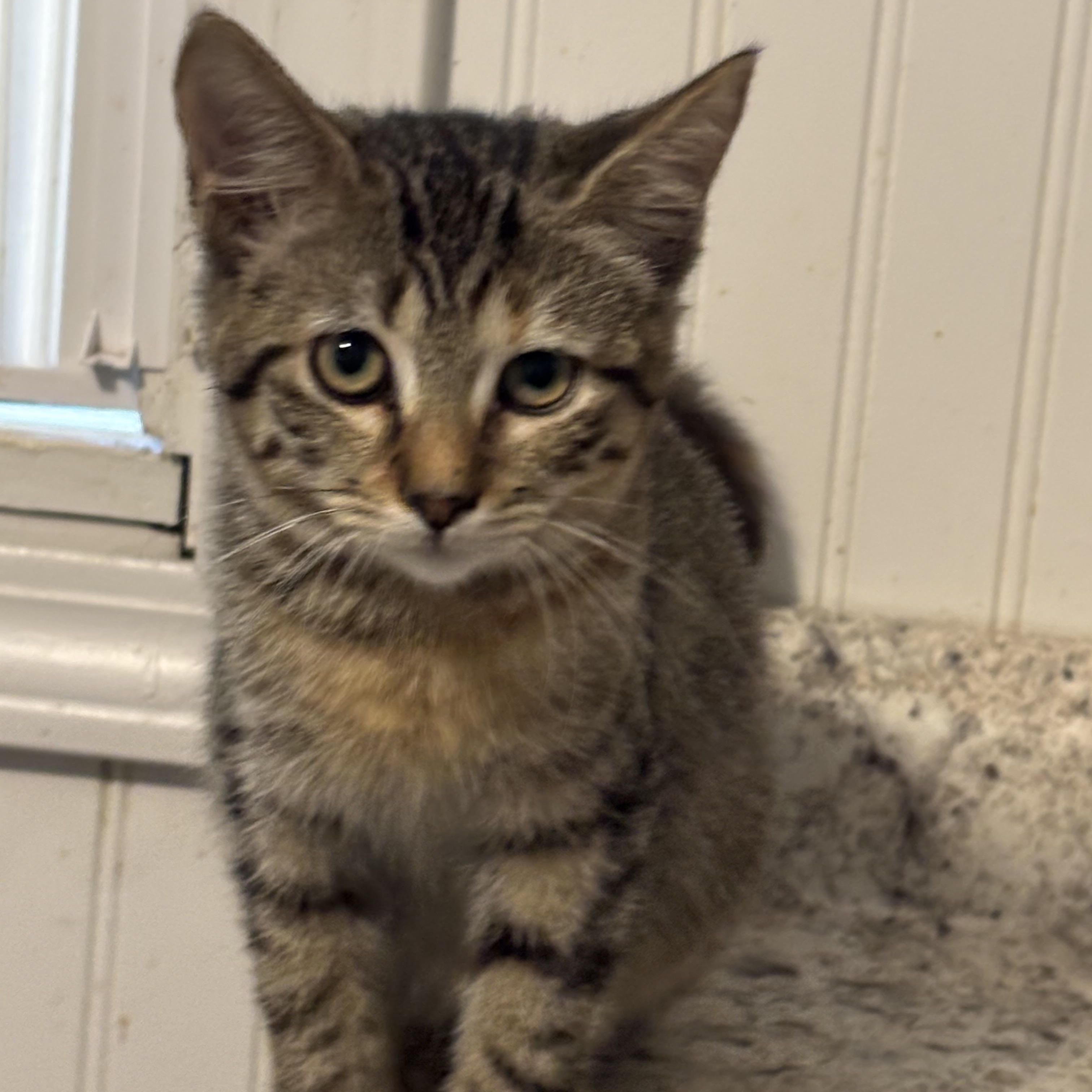 Enlarge Ava, an adoptable Domestic Short Hair in Hemingway, SC image 2/2