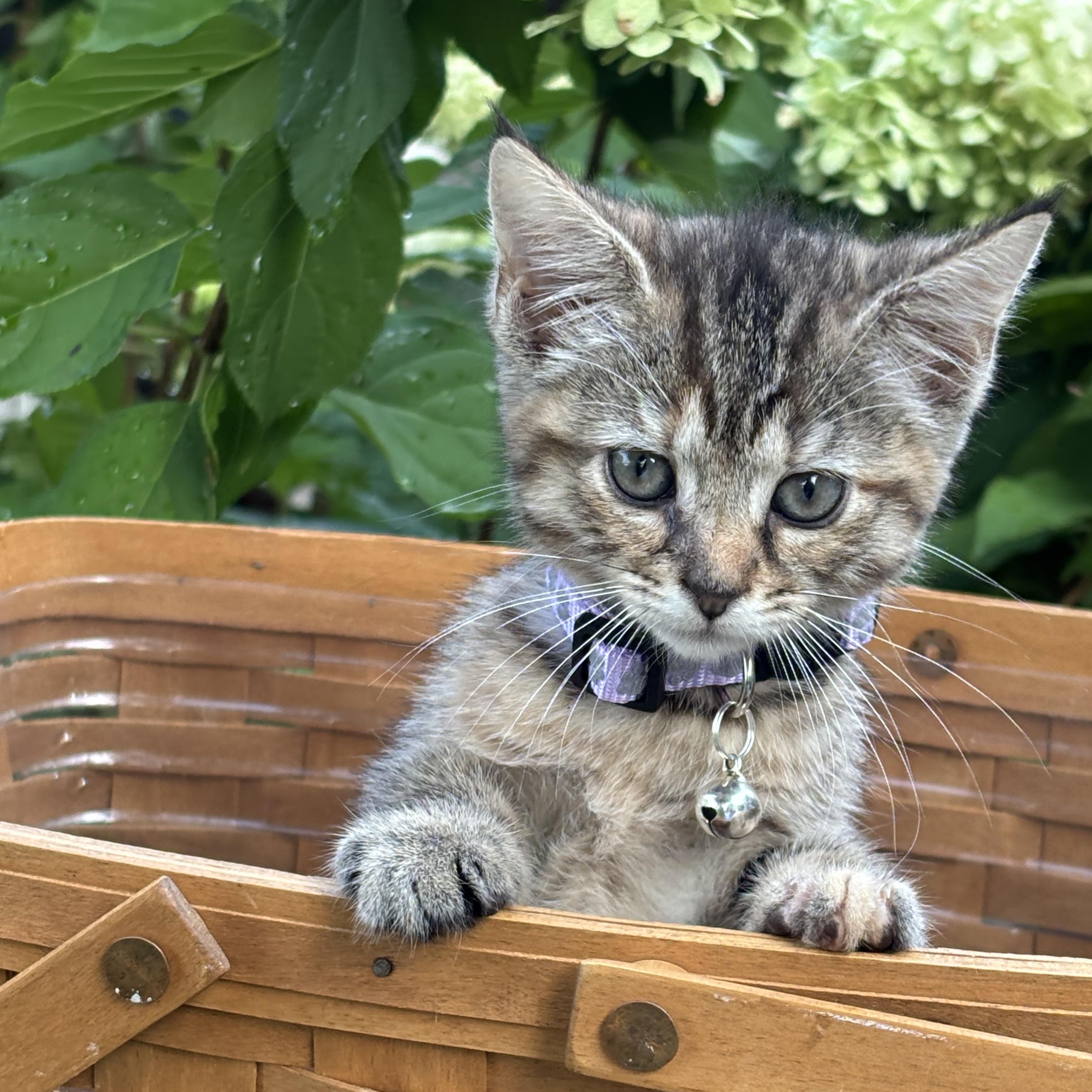 Enlarge Ava, a Adoptable Domestic Short Hair in Hemingway, SC image 1/1