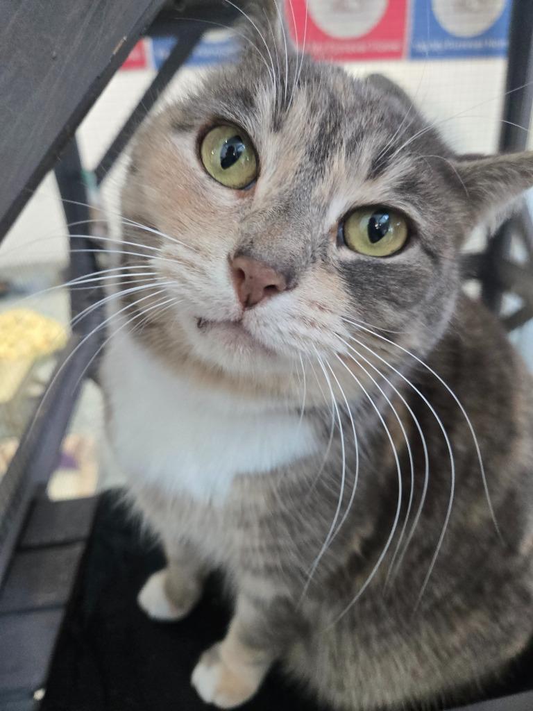 Lilee, Adoptable, Young Female Domestic Short Hair.