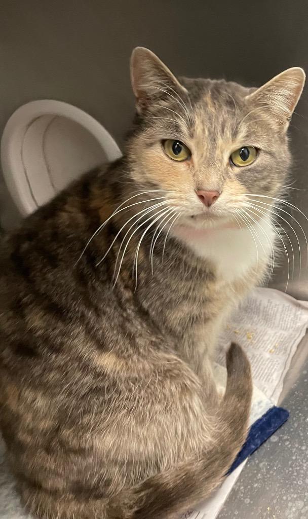 Enlarge Lilee, a Adoptable mixed breed in Angola, IN image 2/4