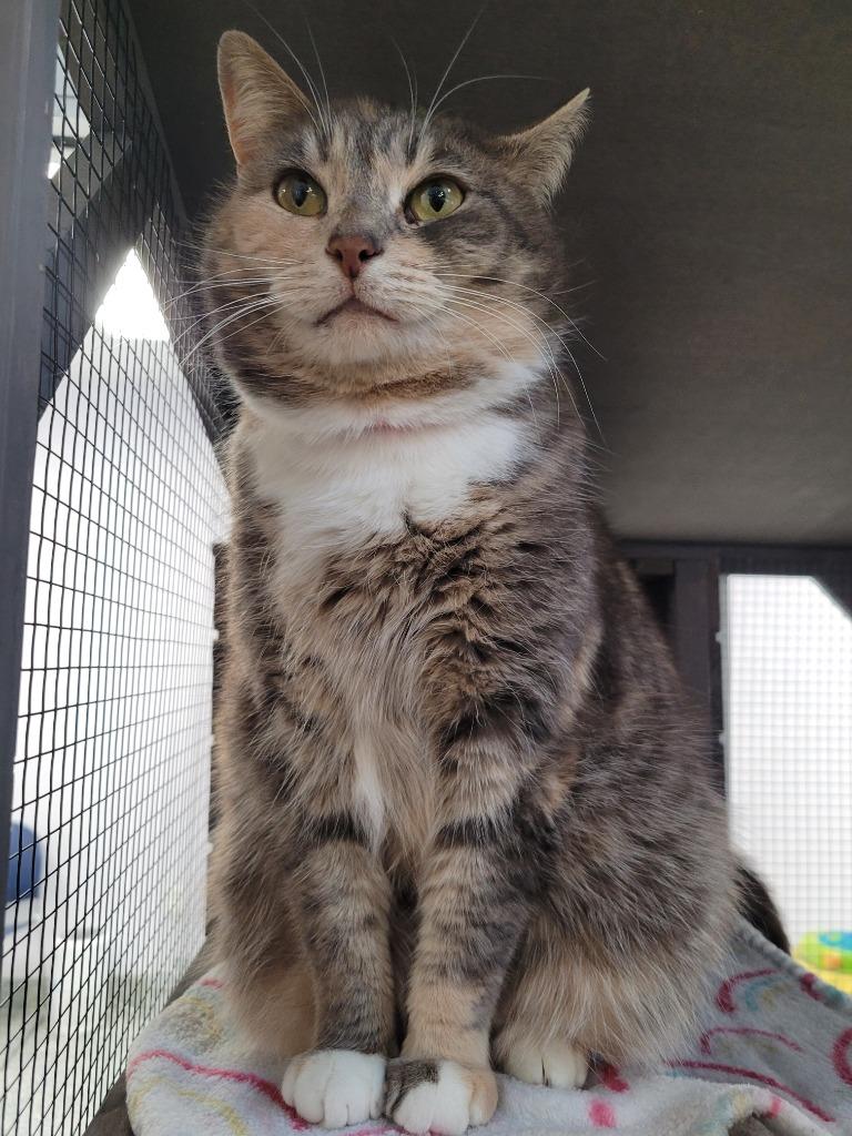 Enlarge Lilee, a Adoptable mixed breed in Angola, IN image 3/4