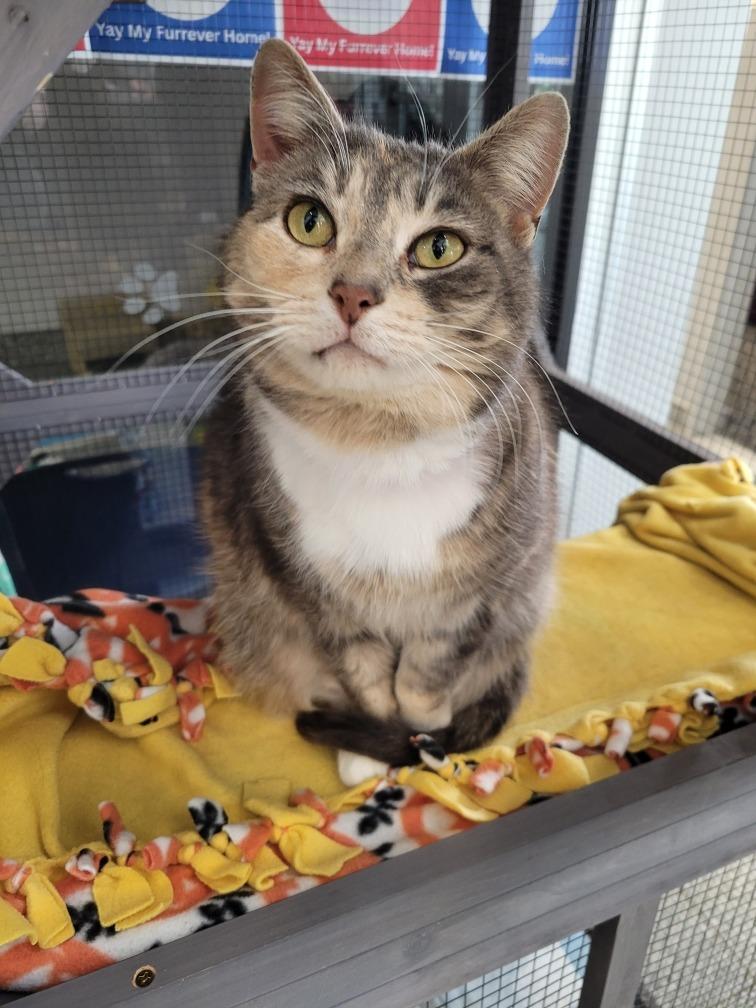 Enlarge Lilee, a Adoptable mixed breed in Angola, IN image 4/4