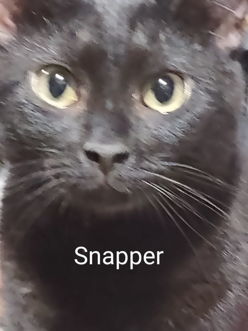 Snapper, an adoptable Domestic Short Hair in Franklinville, NJ_image-1