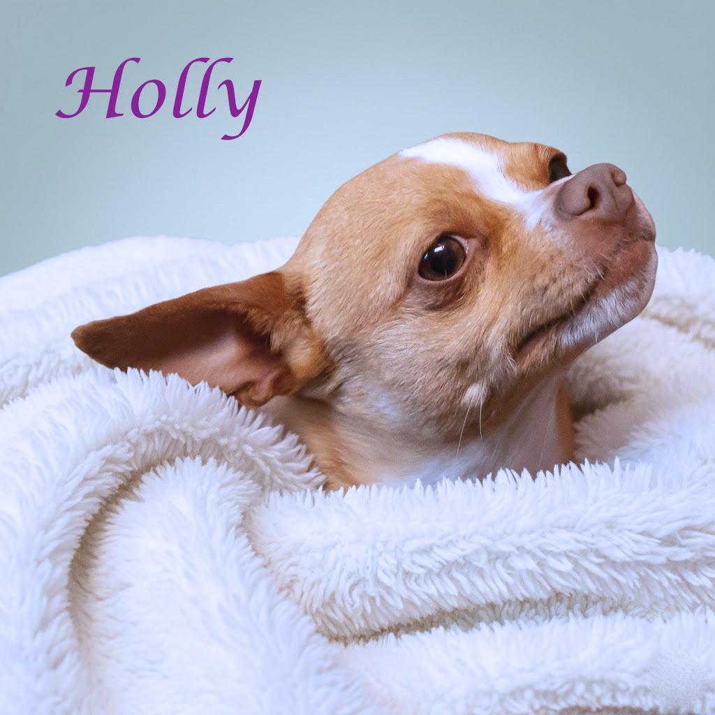 Enlarge Holly D26-040, a Adoptable Chihuahua in Lebanon, TN image 2/3