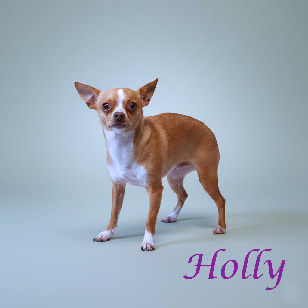 Enlarge Holly D26-040, a Adoptable Chihuahua in Lebanon, TN image 3/3