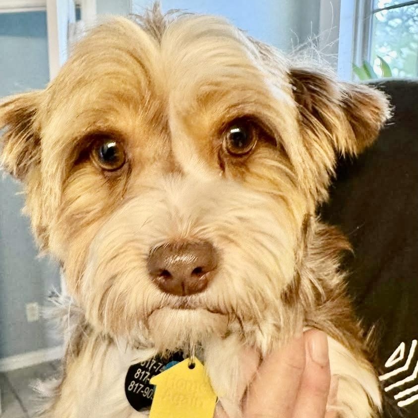 Enlarge Celeste Miller, a Adoptable Yorkshire Terrier in Plano, TX image 2/2