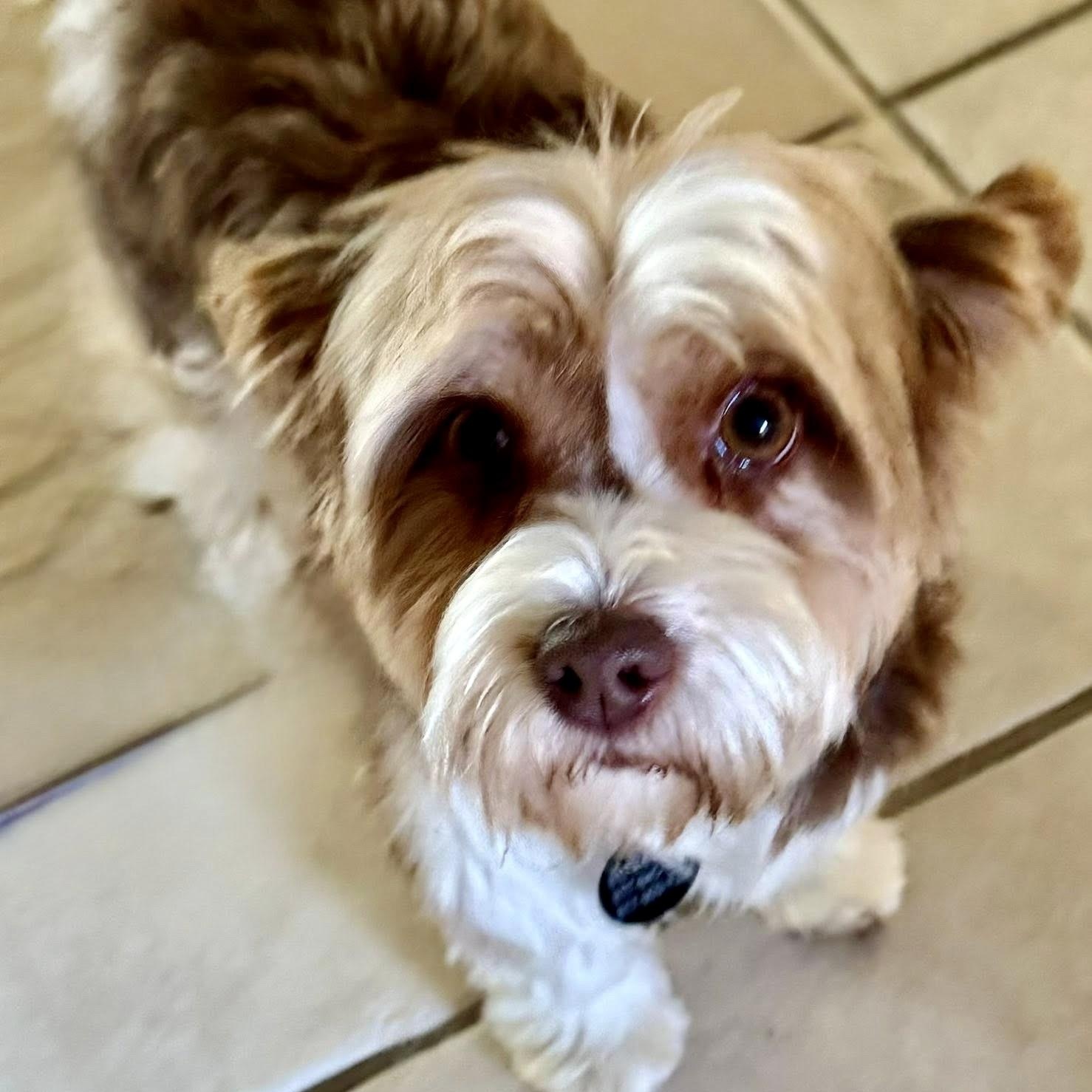 Enlarge Celeste Miller, a Adoptable Yorkshire Terrier in Plano, TX image 1/2