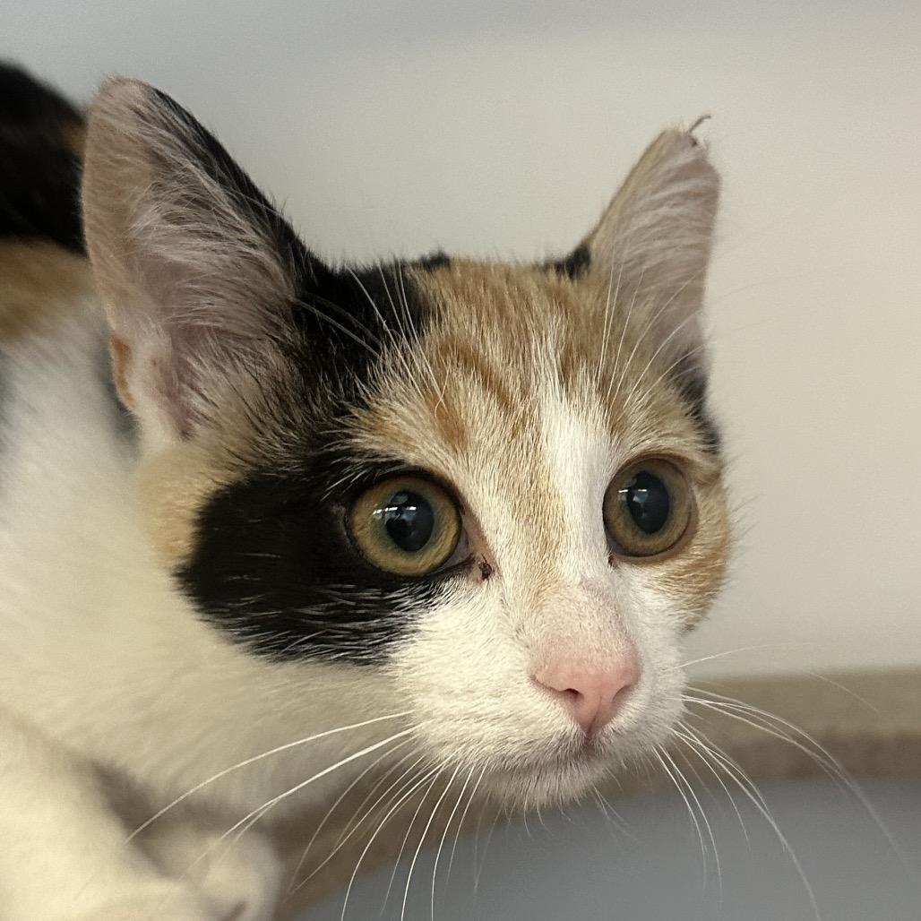 Princess, Adoptable, Kitten Female Domestic Medium Hair.