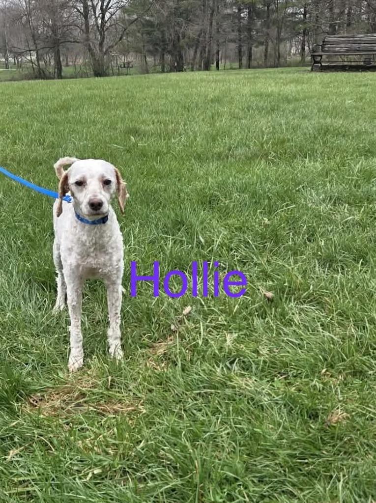 Enlarge Hollie ( Molly), a Adopted mixed breed in Kendallville, IN image 1/1