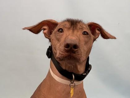 Enlarge Benito, a Adoptable mixed breed in Golden Valley, MN image 1/3