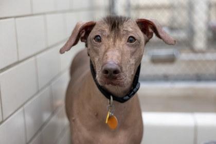 Enlarge Benito, a Adoptable mixed breed in Golden Valley, MN image 2/3