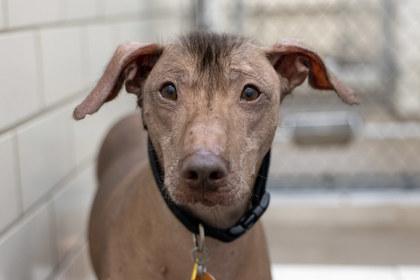 Enlarge Benito, a Adoptable mixed breed in Golden Valley, MN image 3/3