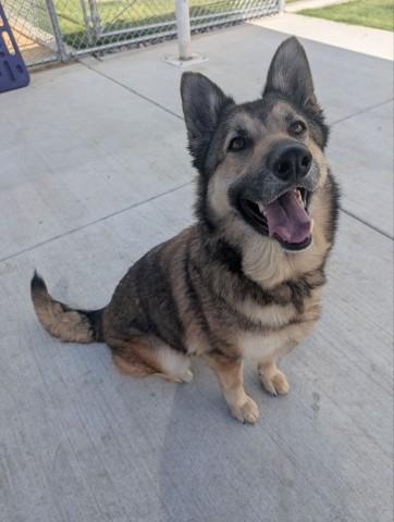 Enlarge HEATHER, a Adoptable German Shepherd Dog in Redlands, CA image 1/1