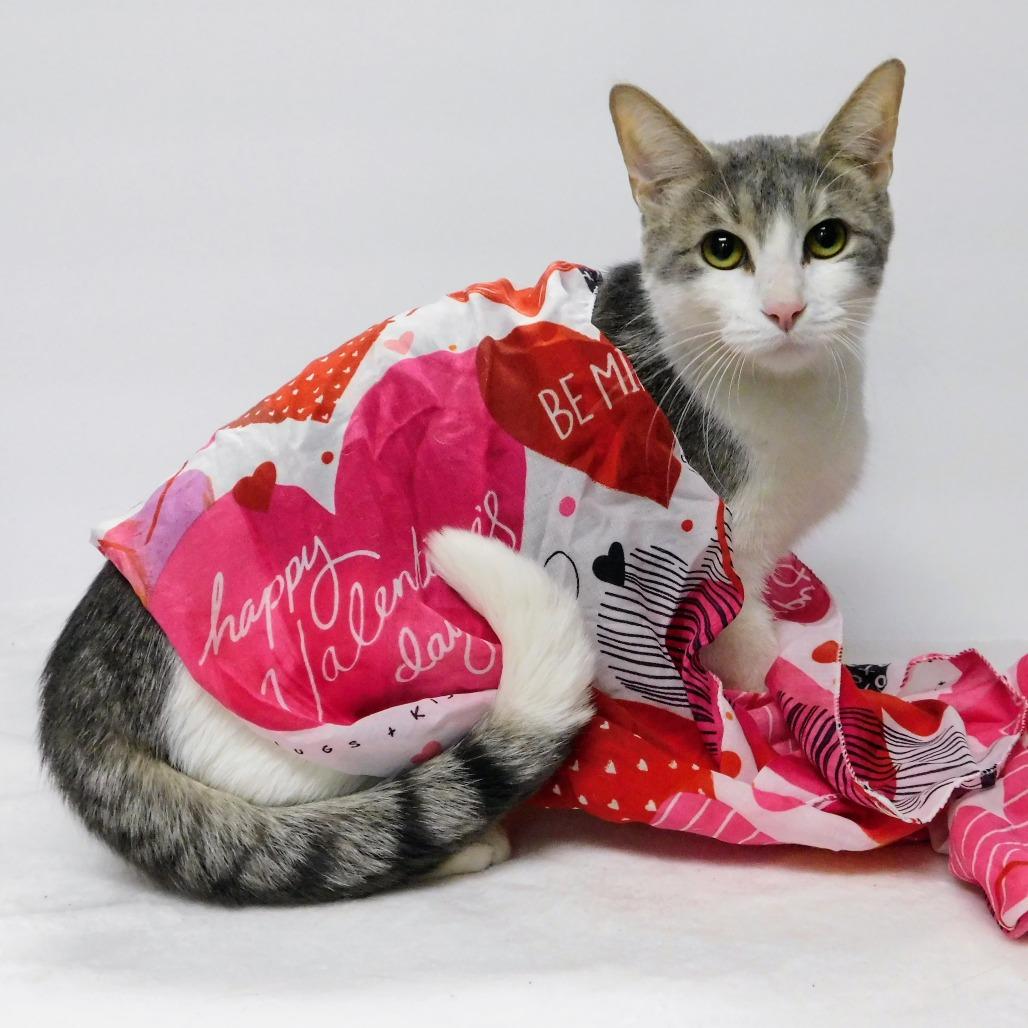 Enlarge Lil Bit, a Adoptable Domestic Short Hair in Pekin, IL image 1/6