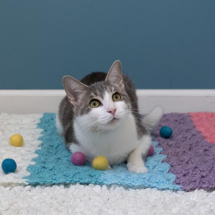 Enlarge Lil Bit, a Adoptable Domestic Short Hair in Pekin, IL image 2/6