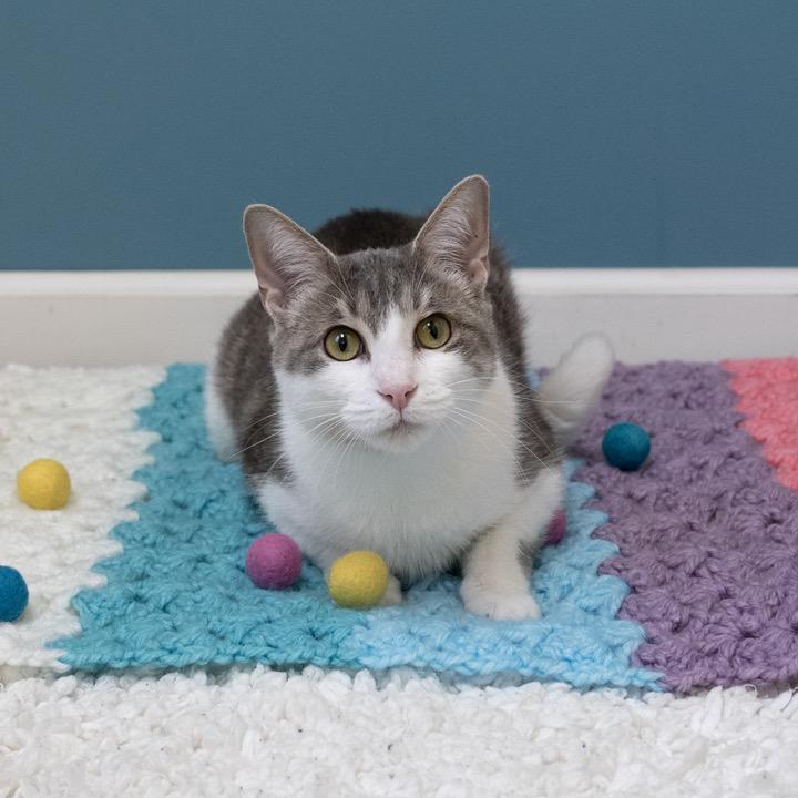 Enlarge Lil Bit, a Adoptable Domestic Short Hair in Pekin, IL image 3/6