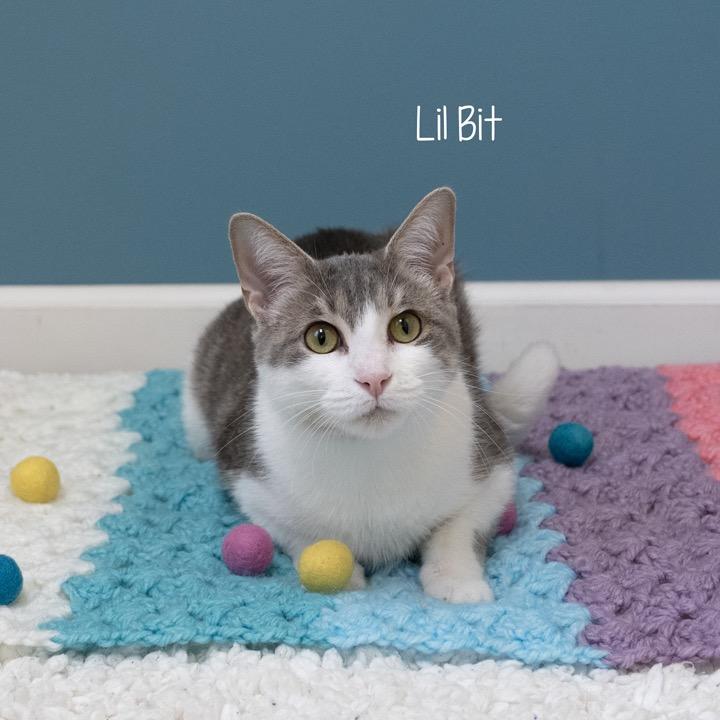 Enlarge Lil Bit, a Adoptable Domestic Short Hair in Pekin, IL image 4/6